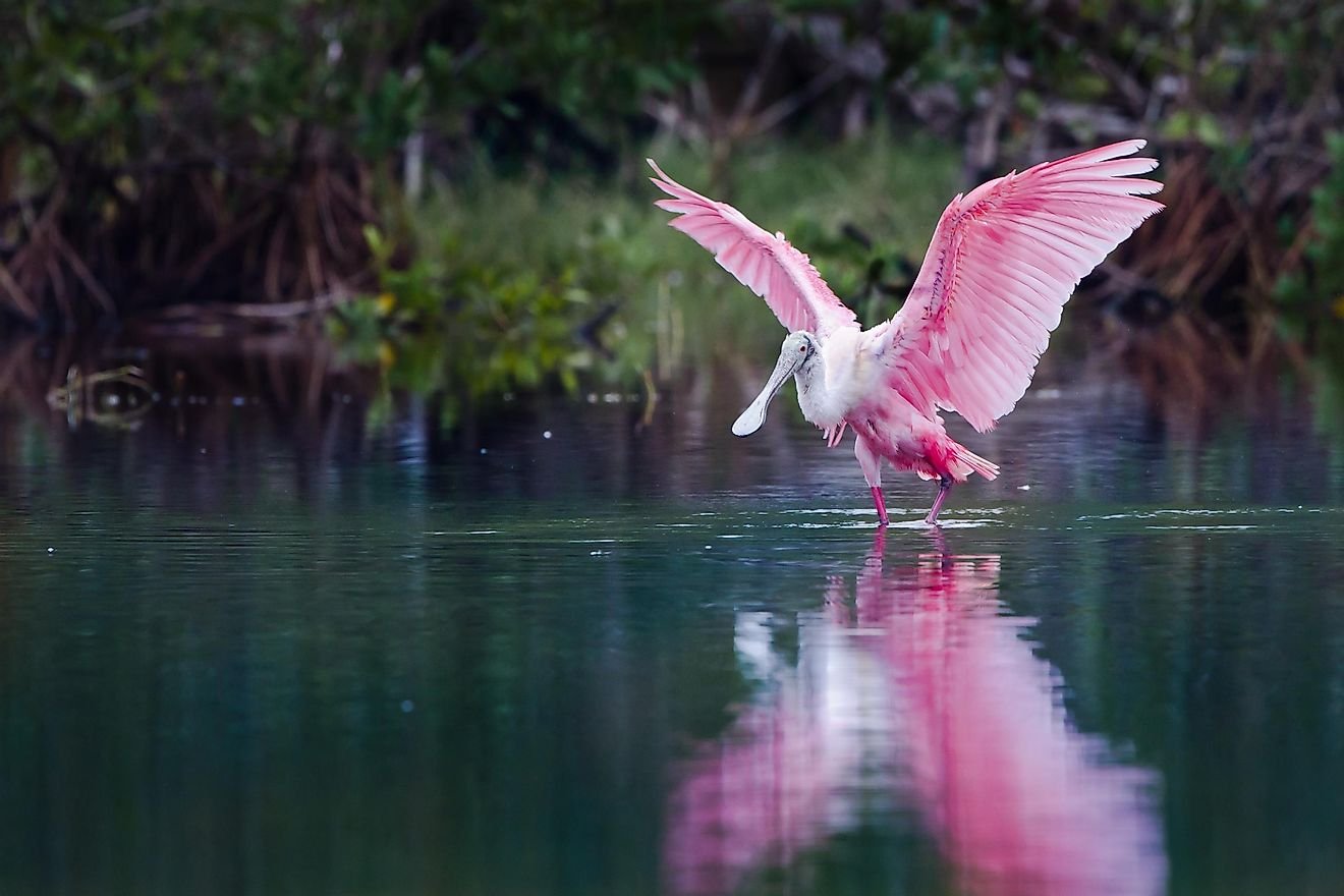 Animals Of The Florida Everglades