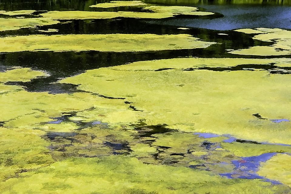 What Is Nutrient Pollution?