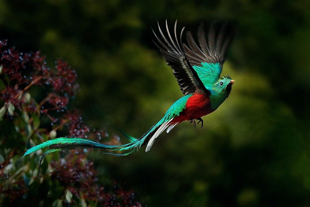 Costa Rica's Most Beautiful Birds