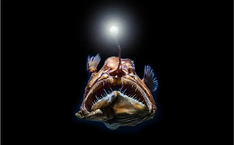 How Do Deep Sea Creatures Survive The High Water Pressure?