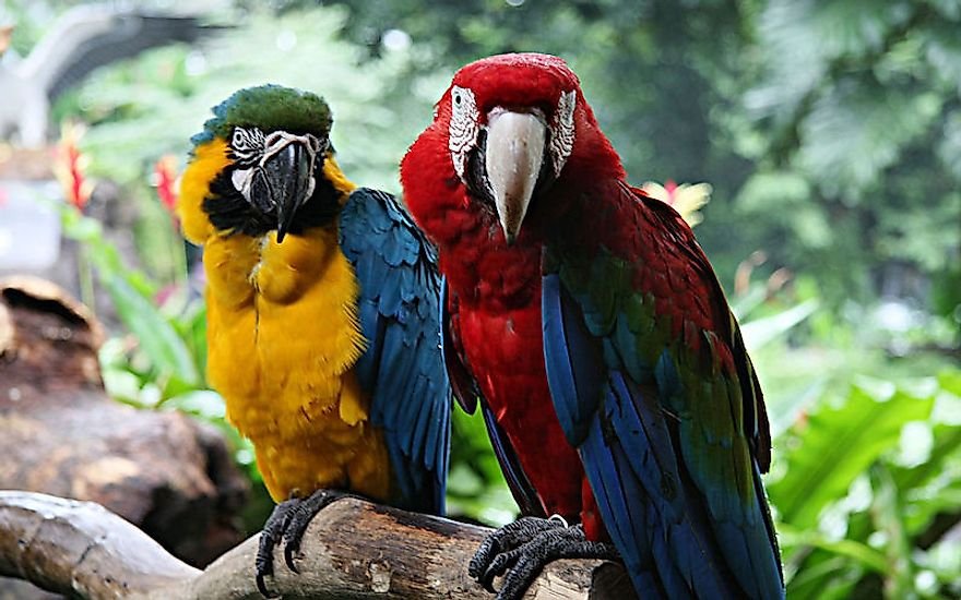 Bright And Beautiful: The Types Of Macaws Living In The World Today