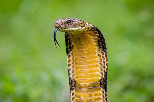 Which Snake Has Killed The Most Humans?