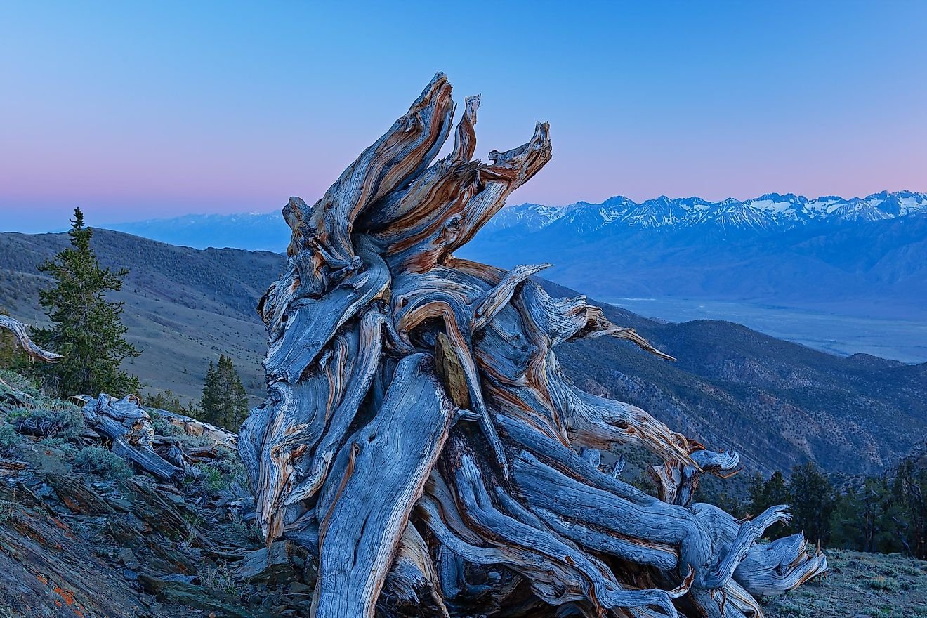 What Is The Oldest Living Thing On Earth?
