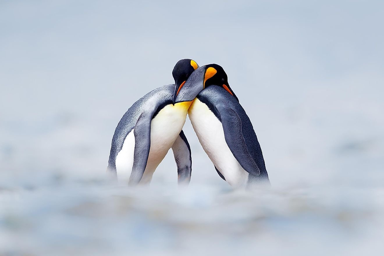 Animals With The Most Elaborate Courting Rituals