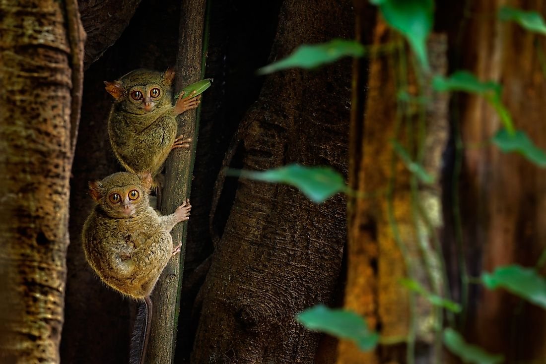 Animals That Have The Best Night Vision