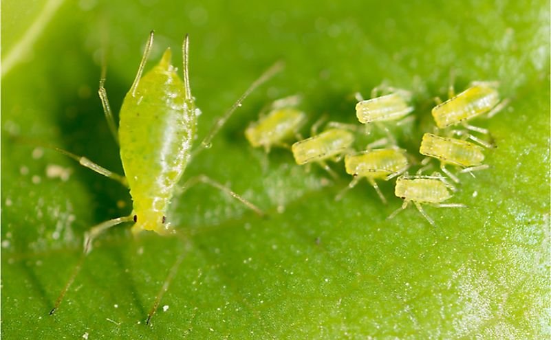 10 Animals That Exhibit Parthenogenesis