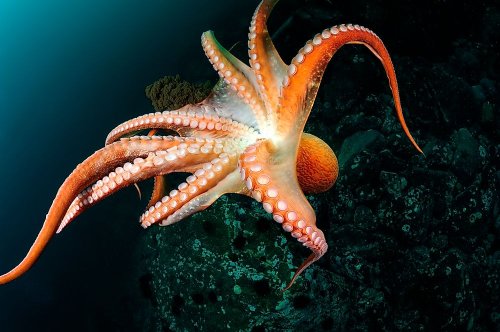 How Many Hearts Does An Octopus Have?