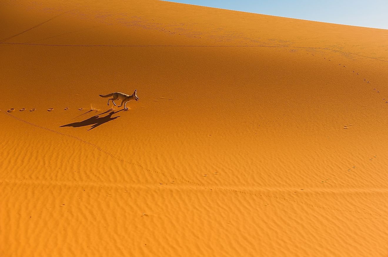 What Animals Live In The Sahara Desert?