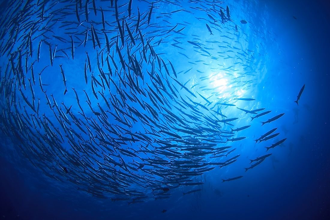 How Many Fish Live in the Ocean?