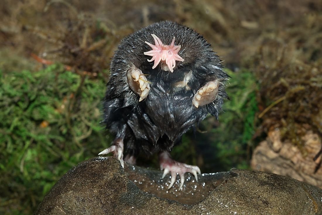 Which Animals Are Naturally Blind?