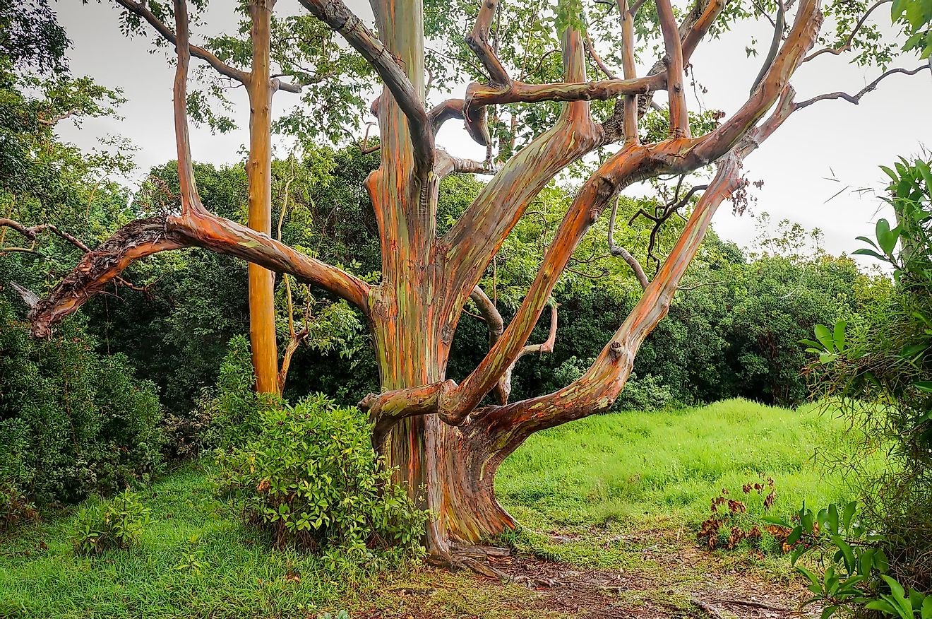 Rainbow Eucalyptus: You Can Visit The Most Colorful Tree On Earth