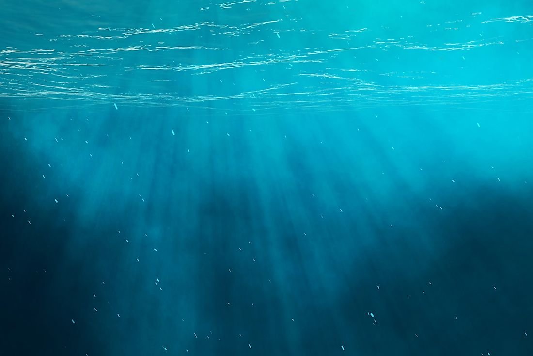 The Deep Sea Ecosystem: Life In The Dark And Cold Waters