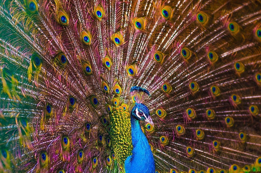 Peafowl Facts - Animals of the World