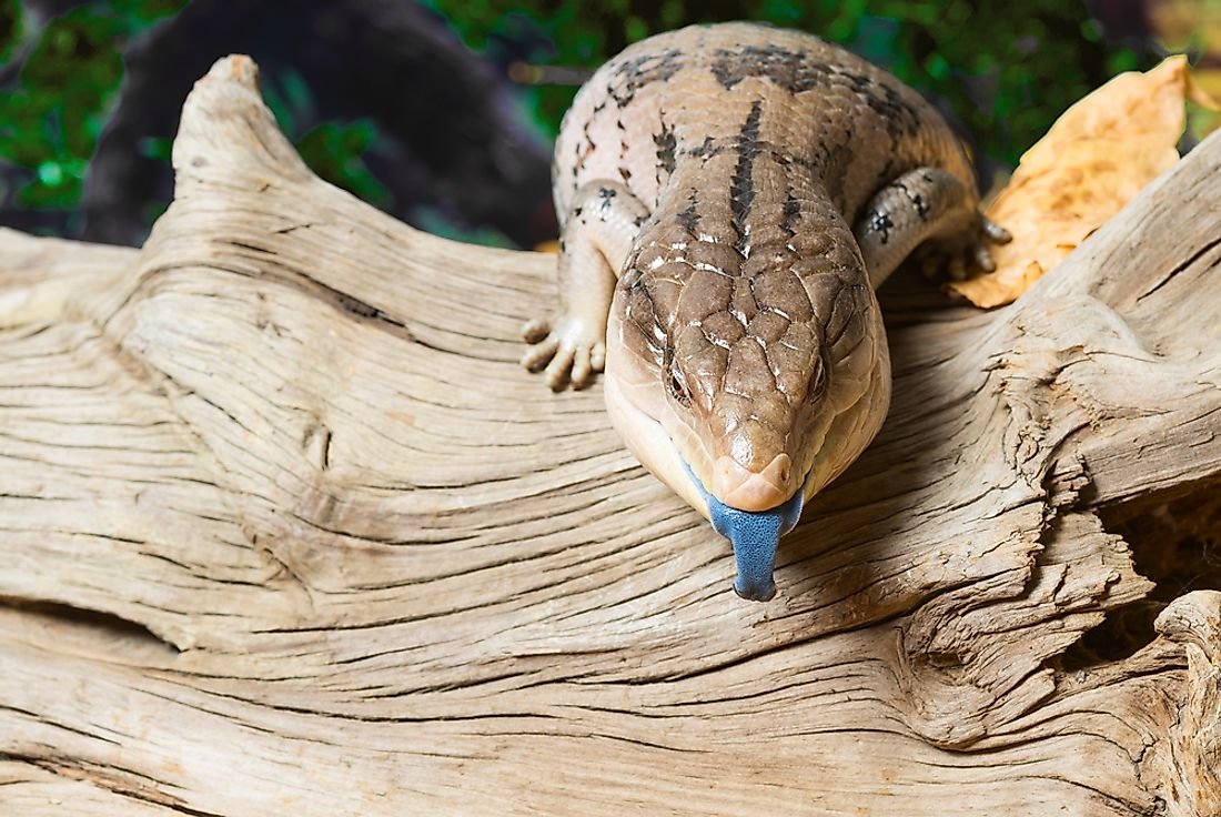 Blue-Tongued Skink: Animals of Oceania