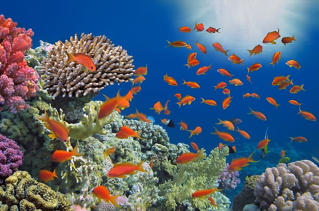 What is a Coral Reef?