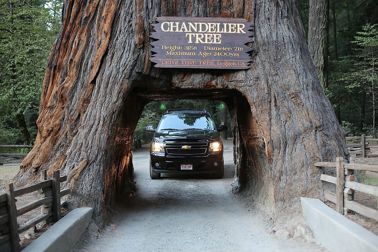 You Can Drive Through Trees In California: Here's How