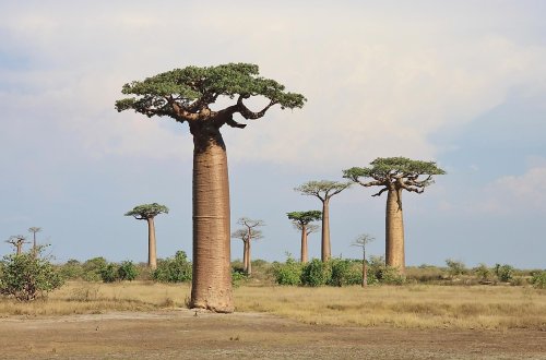 The Species of Baobab Trees
