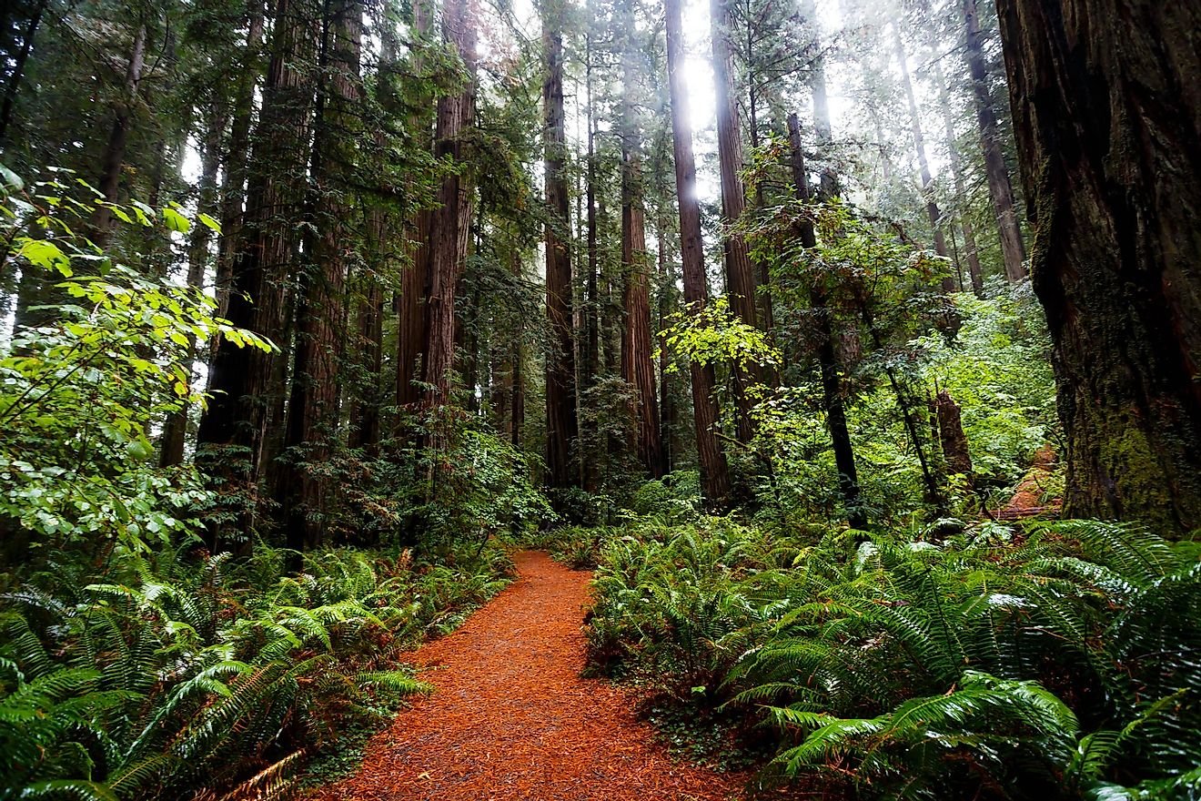 The Redwood Forest - Unique Places Around the World