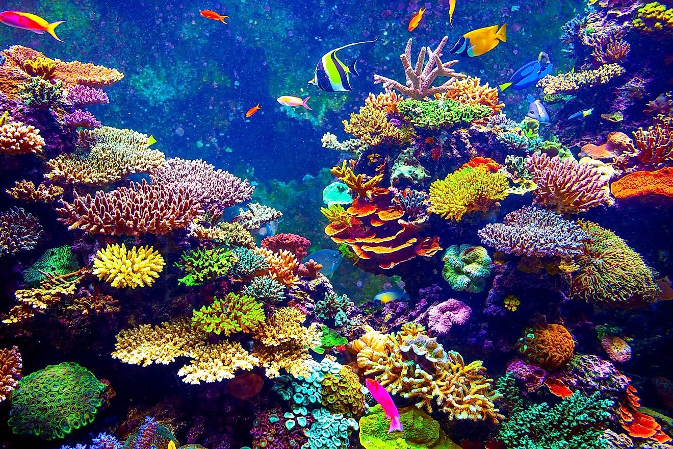 Biggest Threats To Coral Reefs