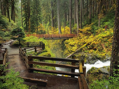 The Most Beautiful Rainforests In The United States