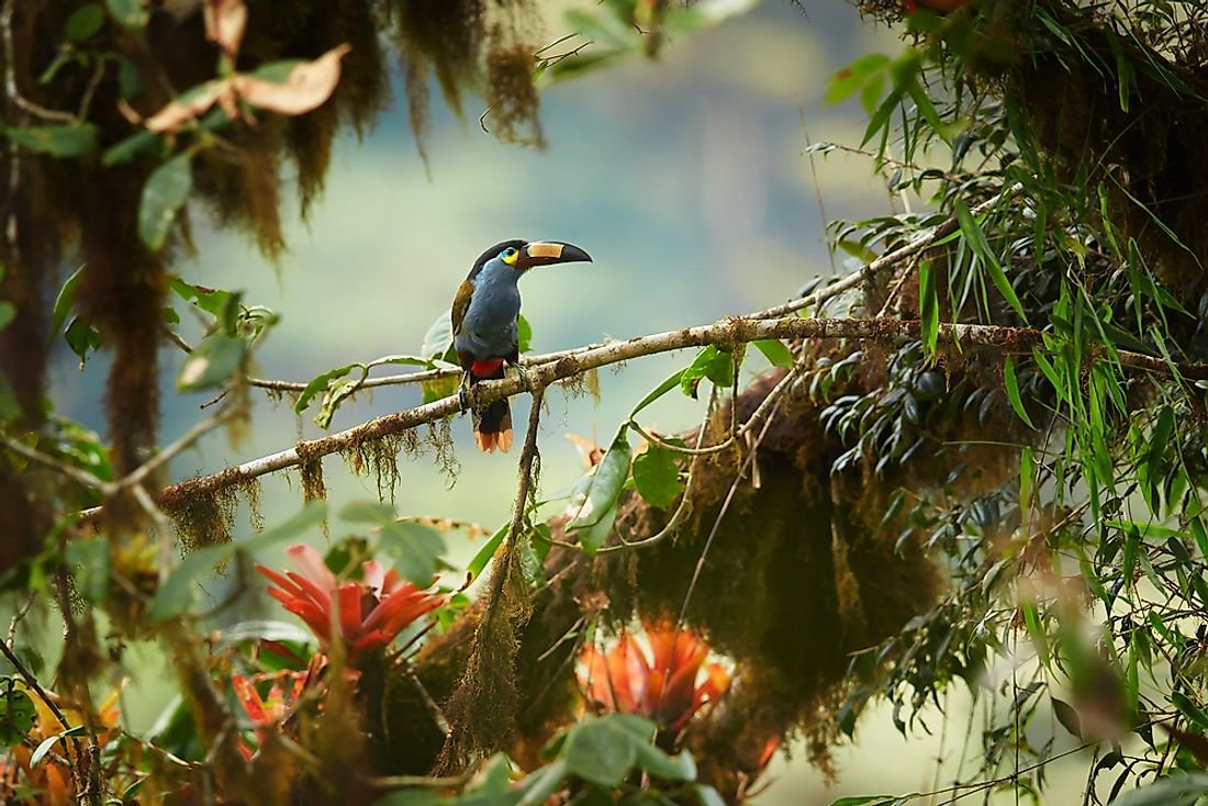 The Four Extant Species Of Mountain Toucan Found In The Andes Mountains
