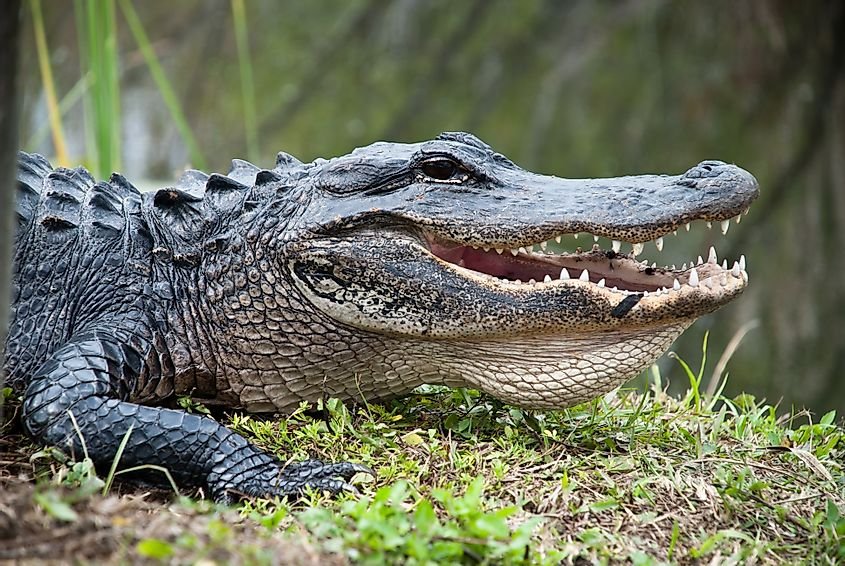 Animals Of The Florida Everglades