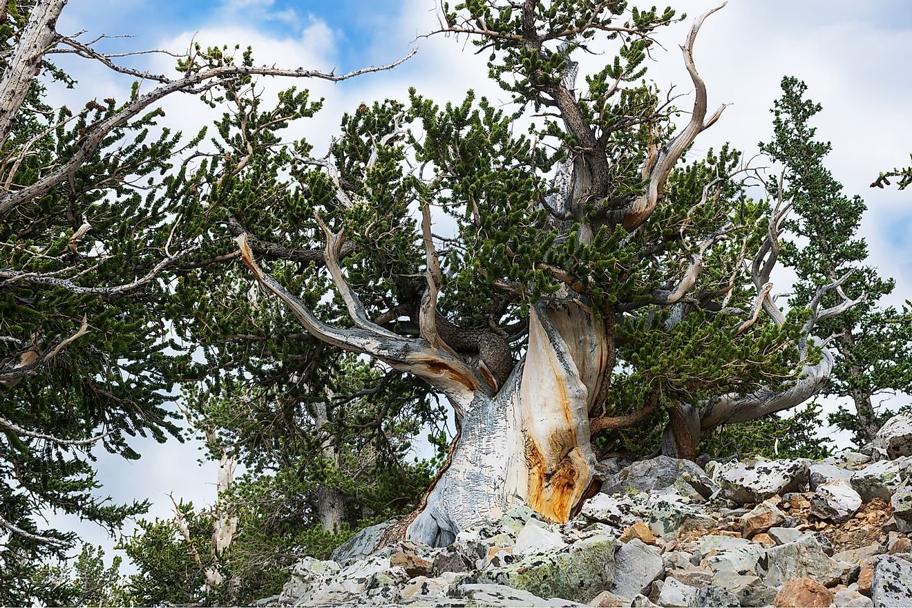 Where is the Oldest Tree in the World?