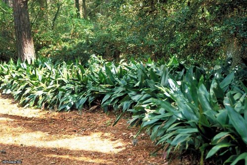 Can Plants Really Hear You?