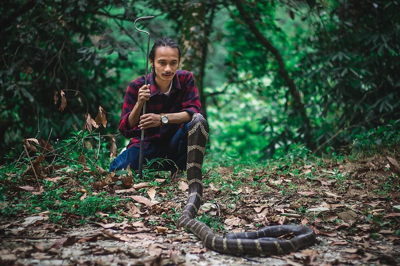 Meet The Nepali Man On A Dangerous Mission To Save Venomous Snakes