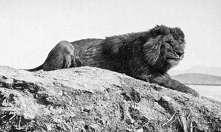 Animals That Went Extinct in the 20th Century