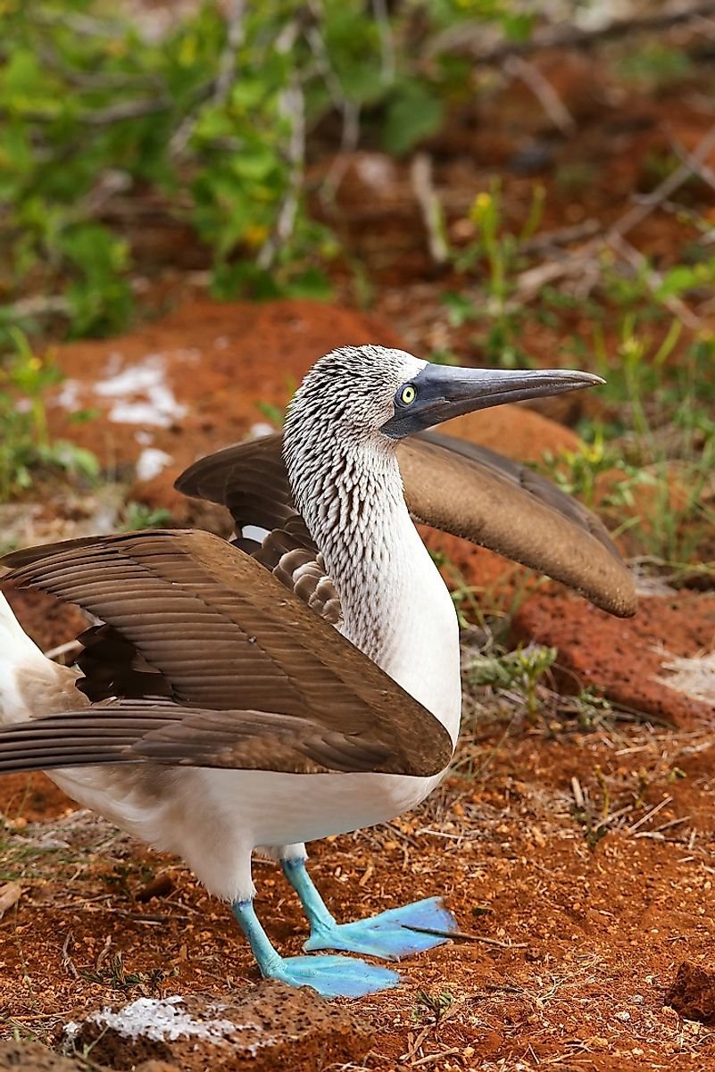 Blue-Footed Booby Facts: Animals of North America