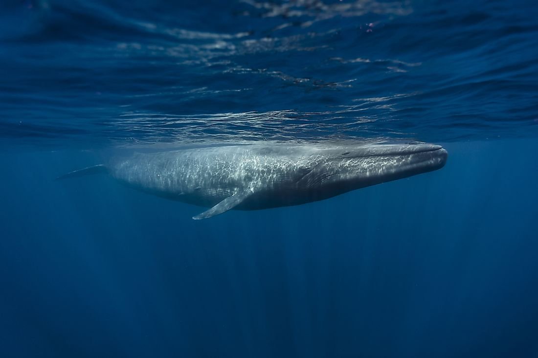The Biggest Animals in the Ocean