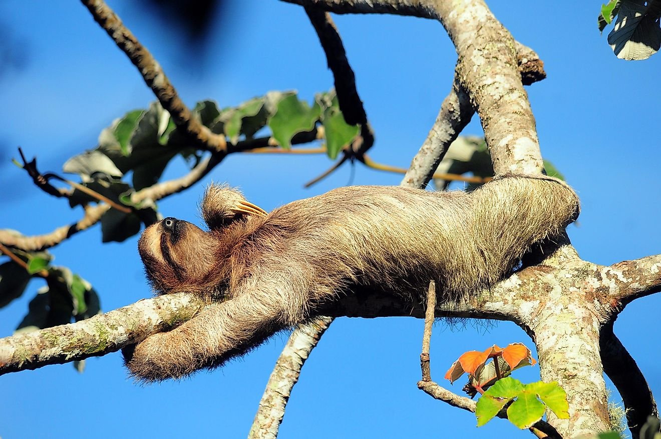 10 Animals That Sleep The Most