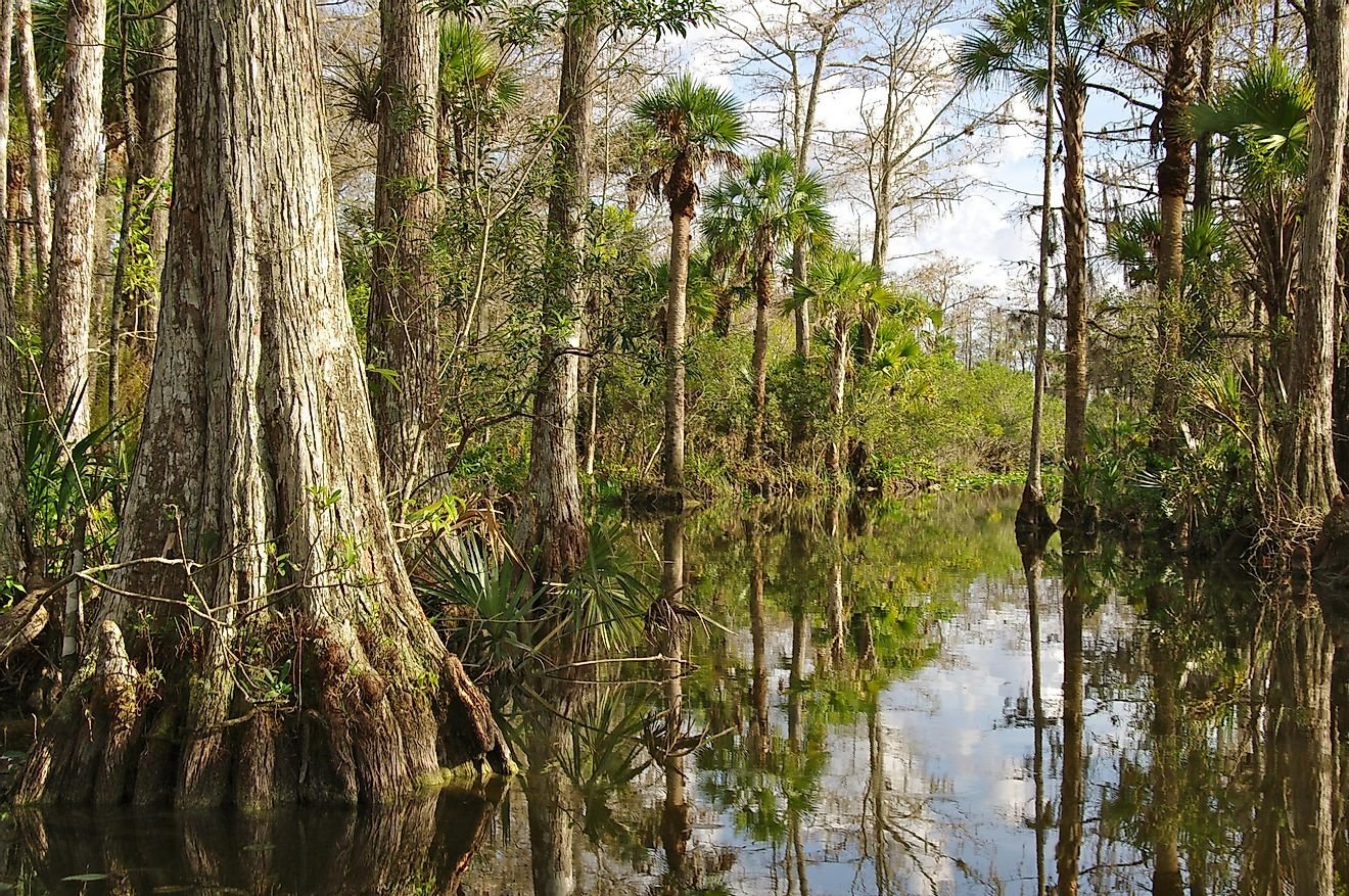 Invasive Species In The Florida Everglades