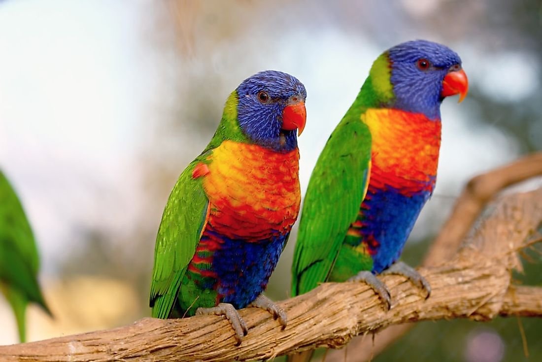 The Most Colorful Birds From Around The World