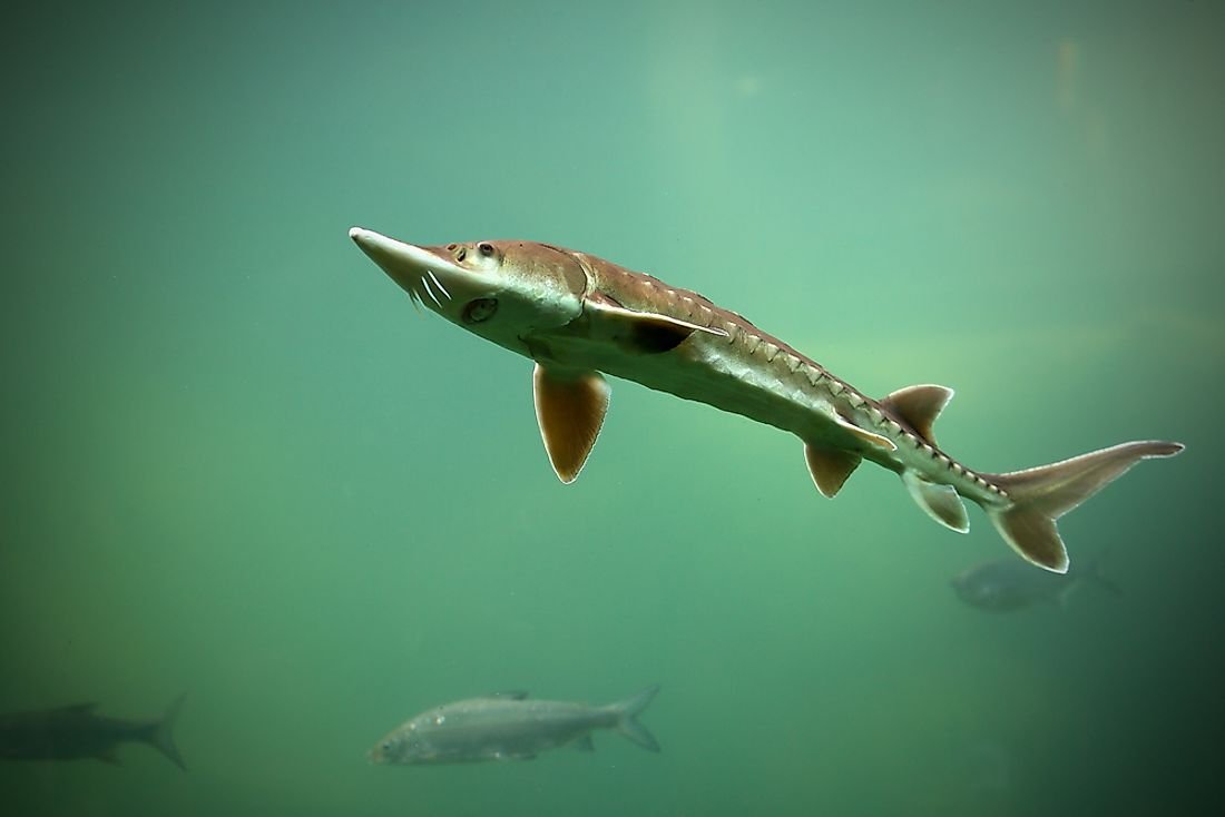 What is the World's Oldest Living Animal?