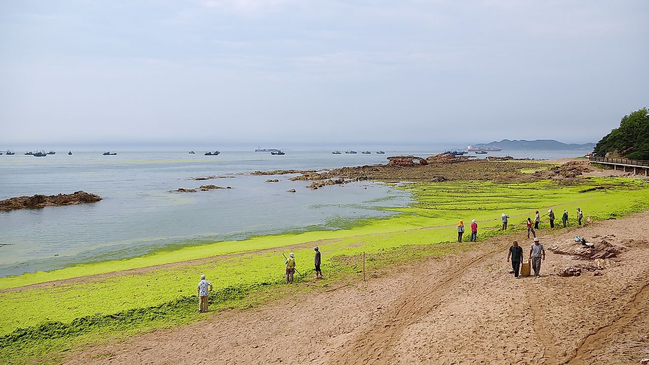 What Is An Ocean Dead Zone?