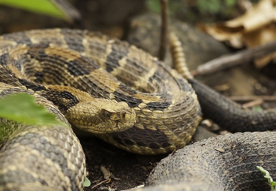 The 10 Most Venomous Snakes In The World | Flipboard