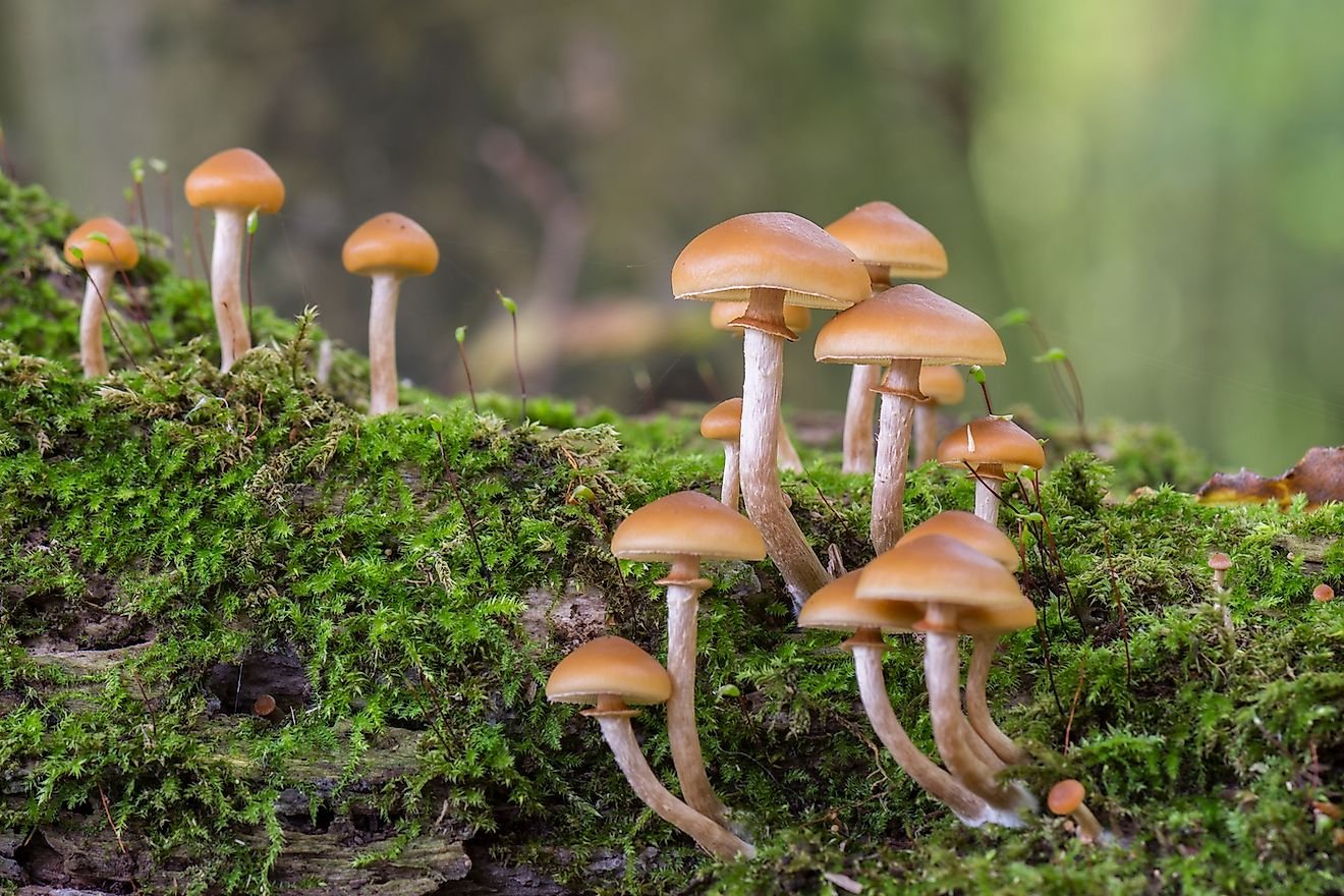 10 Of The World's Deadliest Mushrooms | Flipboard