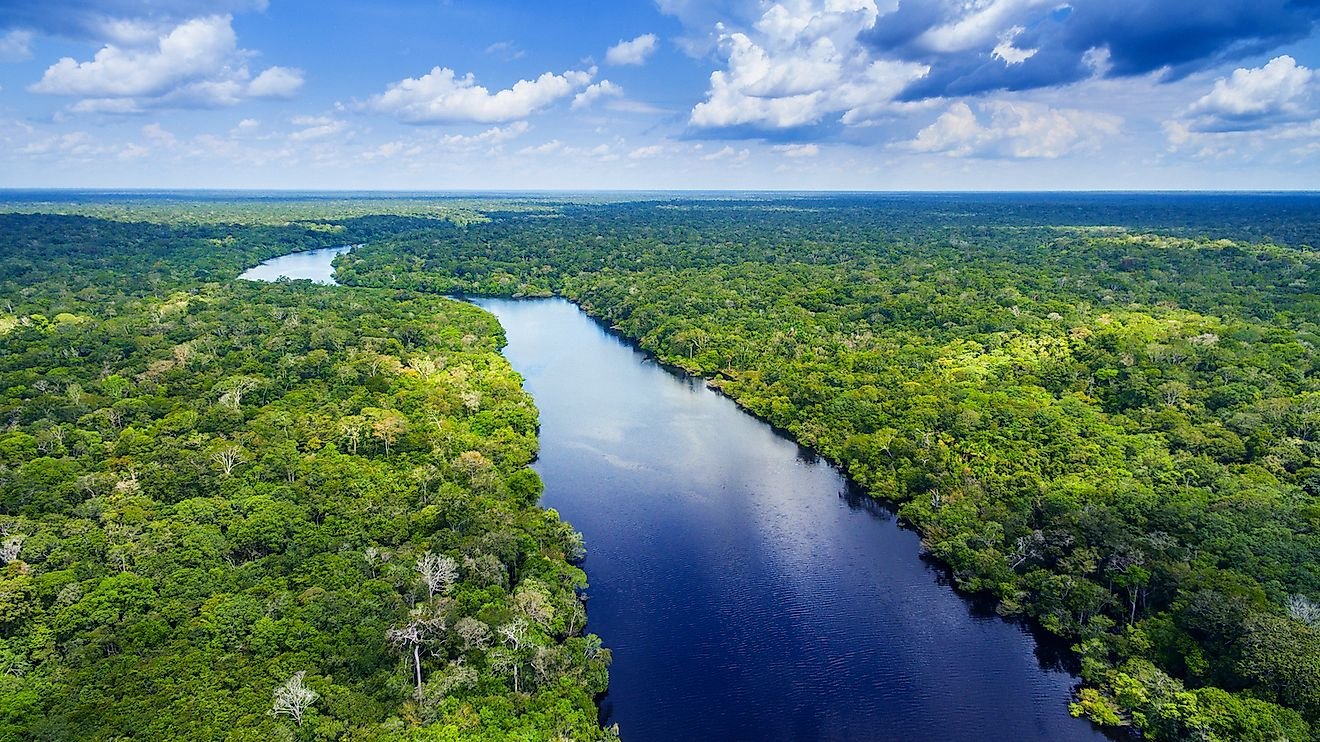 what-animals-live-in-the-amazon-rainforest-flipboard