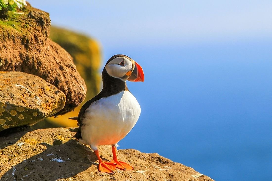 Puffin Facts - Animals of the World