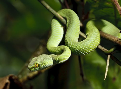 what-are-cold-blooded-animals-flipboard