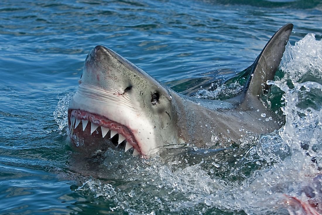 How Common Are Shark Attacks?