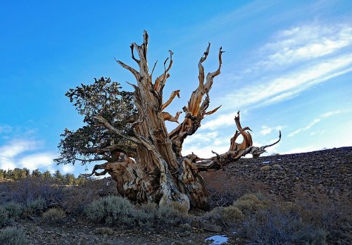 The Oldest Living Things on Earth