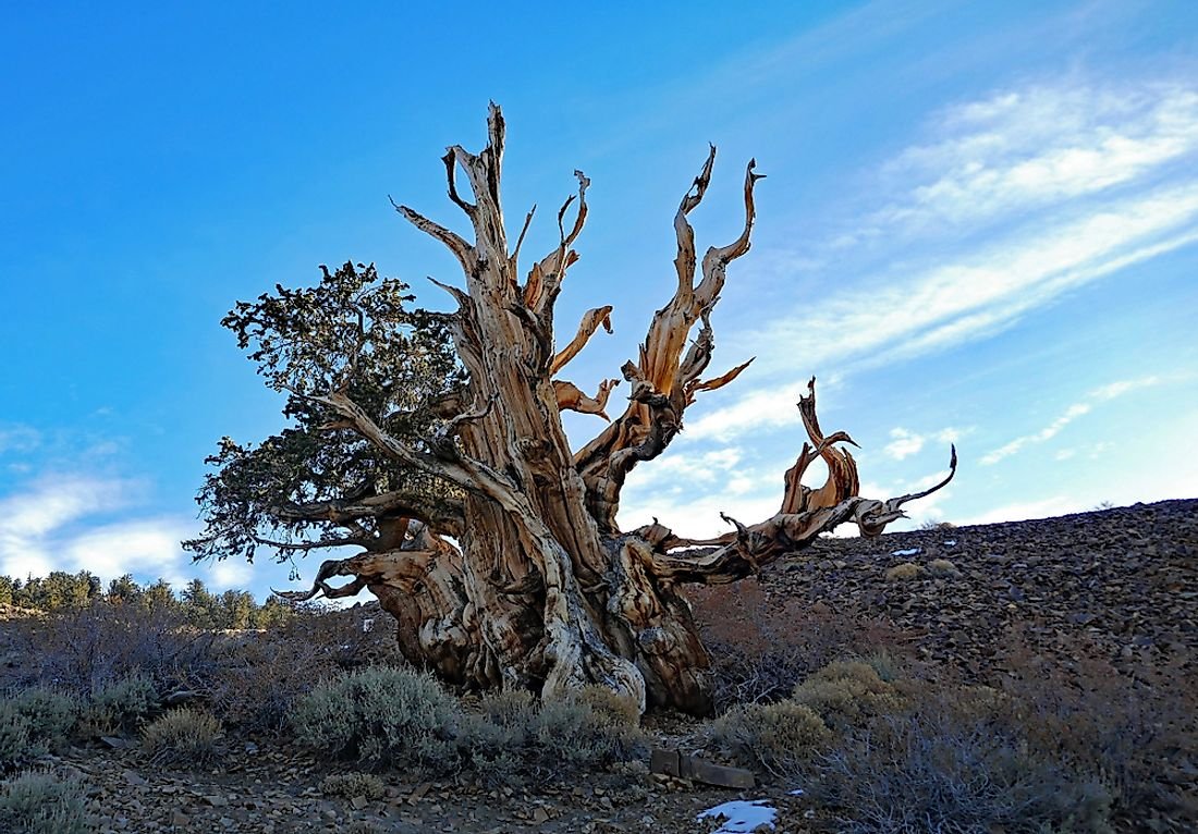 The Oldest Living Things on Earth