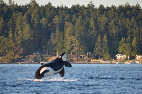 Discover the Charm of the San Juan Islands