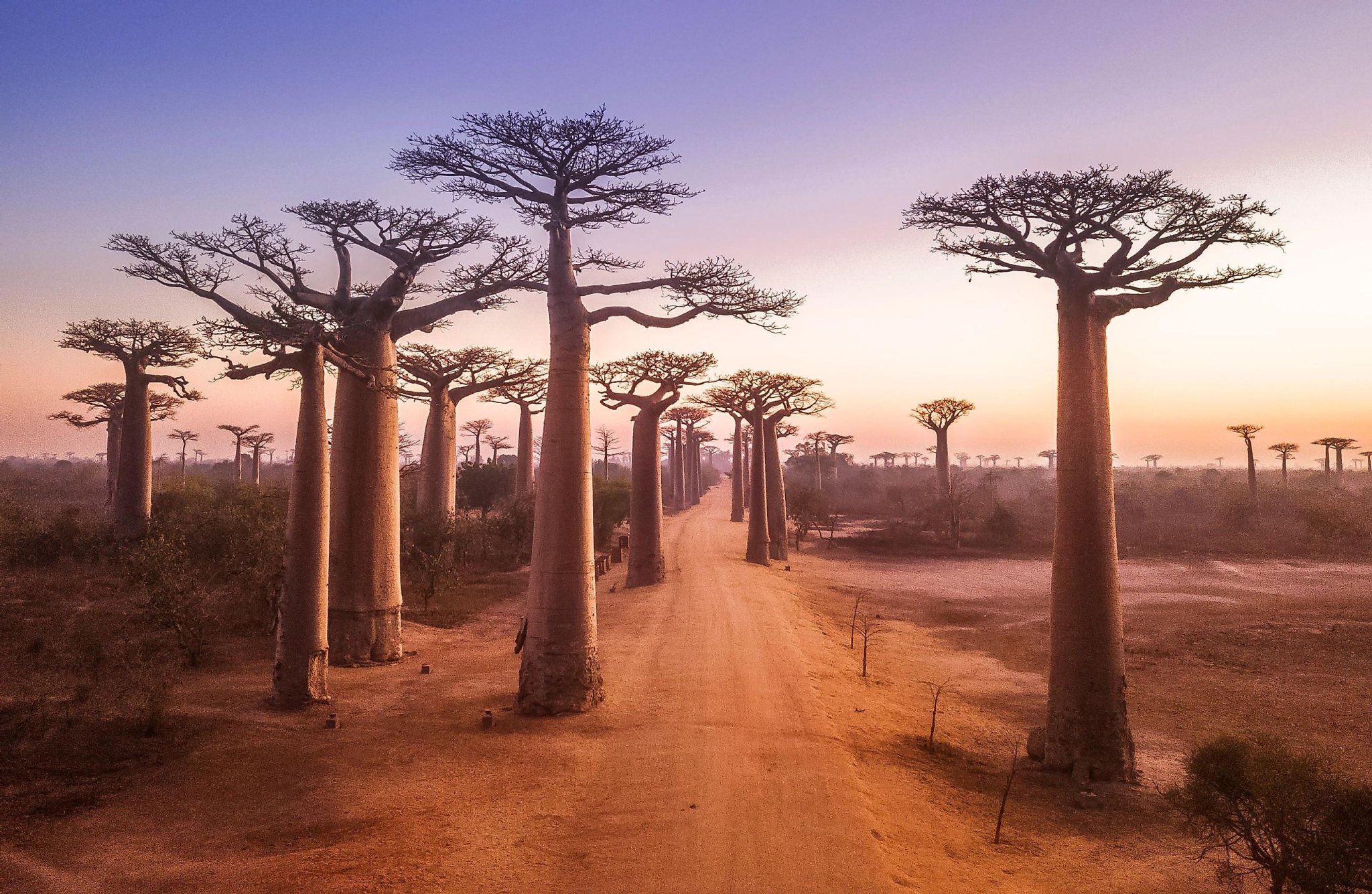 The Most Magnificent Trees In The World