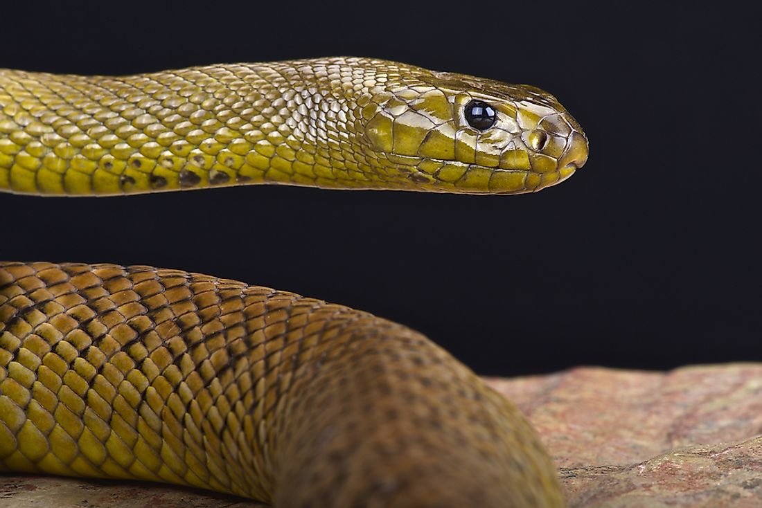 The Most Venomous Snakes In The World