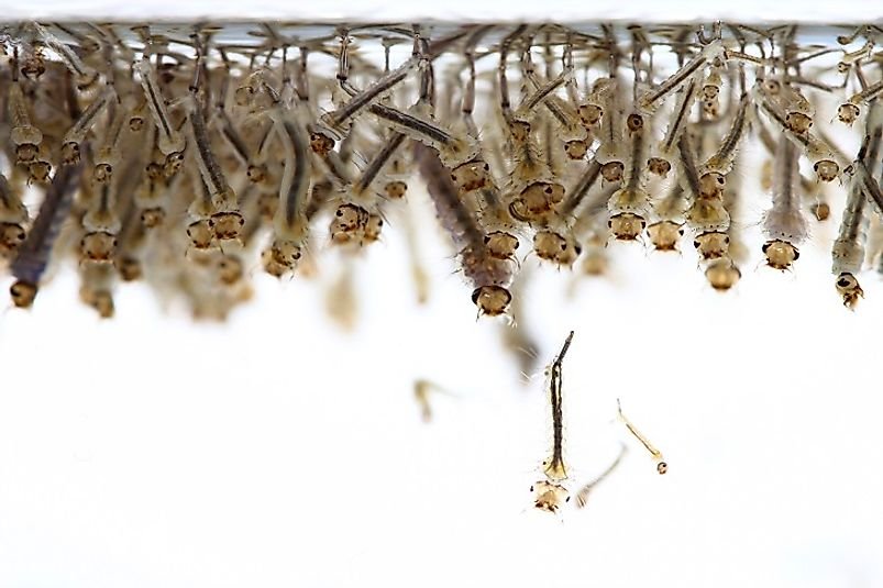 Is Climate Change Making Us More Vulnerable To Infectious Diseases?