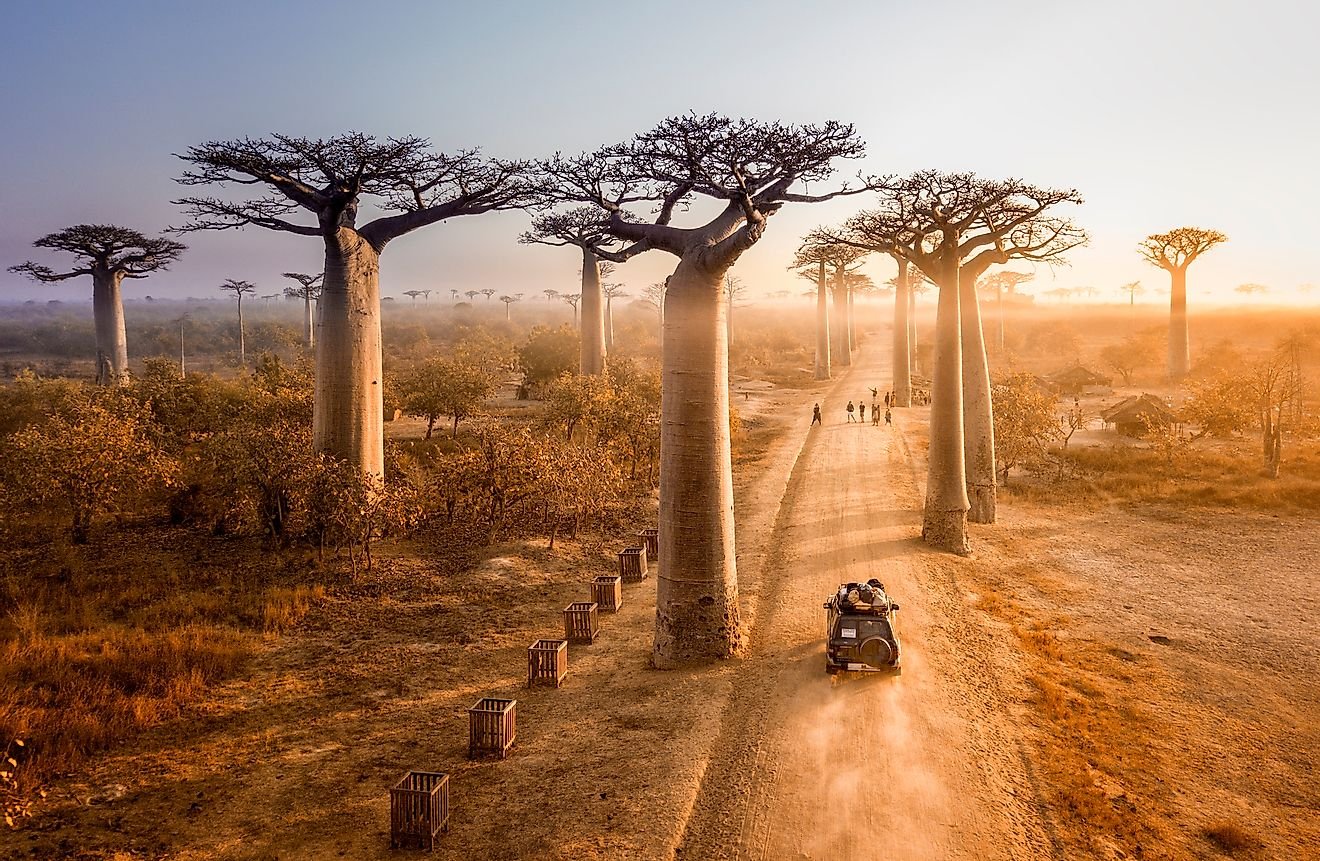 Avenue Of The Baobabs - Unique Places Of Madagascar